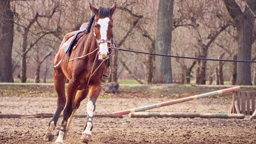 Descubra con Aldo Vendramin cómo el Freio de Ouro preserva la herencia gaucha a lo largo de generaciones.